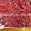 stemless dried red chilli