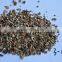 Zonolite/Expanded Vermiculite for Construction
