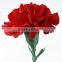 varieties color of Carnation flower fresh cut carnation best quality