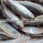 frozen BQF horse mackerel