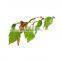 Best price Birch Leaf extract powder 5:1,10:1,20:1