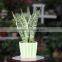 Suitable for garden beautification or potted sansevieria plants