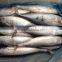 China manufactuer seafrozen bonito Bullet tuna