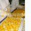 NON-GMO frozen sweet corn cut IQF Sweet Corn