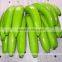 Fresh green bananas G-9 Quality