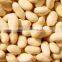 High Demand Export Products Organic Chinese Groundnut Blanched Peanuts