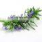 Natural Rosemary Extract 30% Carnosic acid/Rosemary Extract Powder/Rosemary Powder