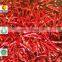 Top 8 Manufacturer Supplier Exporting Dried Red Chilli Threaded, Chilli Slices with 2mm-3mm Width in High Grade Quality