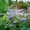 100% Pure Borage seed oil GLA20% Pretty price