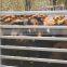 Portable Cattle Fence Panels
