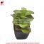 Customized design sweet desert rose for table decoration