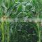 China factory supply industrial grade diammonium phosphate agricultural grade