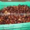 wholesale good fresh water chestnut on sale