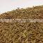 Fresh Cumin Seed