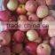 small size fuji apples/138-198