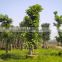 big medium small size outdoor natural ornamental foliage decorative ornamental plants Ficus altissima Bl.