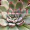 Echeveria Pulidonis of Succulent Plants