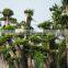 Outdoor Plant Ulmus Pumila Seedling