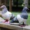 birds ornaments taxidermy figurine garden pigeon hunting decoy