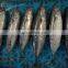 Hot sale fresh frozen bullet tuna bonito fish for export