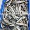 Single frozen sardine for fishing bait pilchard