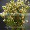 2016 best selling fresh cut foliage from yunnan