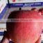chinese fuji apple fuji