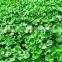 Industrial Crushing And Juice Screw Machine For Water Hyacinth Price In China