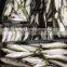 60-70g Sardine For Tuna Bait