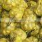 China fresh organic Holland potato