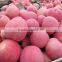 Royal Sweet Fuji Apple