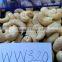 VISIMEX HIGH QUALITY CASHEW NUT