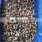 top quality china mushroom with good price