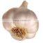 China Golden Supplier Wholesale Garlic with High Quality