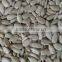 New crop chinese sunflower seeds kernels(bakery)