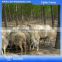 China Hot Sale Wholesale Bulk Cattle Fence Post