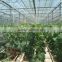 UV-resistant greenhouse film 200 micron for wholesales