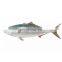 frozen yellow tail Travelly Fish yellowtail Seriola quinqueradiata