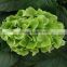 Cheap and good quality festival decorative fresh cut flowers hydrangea