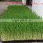 hydroponics fodder machine ,wheat /barley fodder sprout system