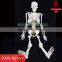 85cm human skeleton model with spinal nerces
