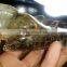 Nature smoky citrinelovely dragon skull head for sale