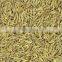 cumin seed export price