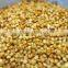Foxtail Millet from India