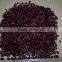 Kinds of Kidney Bean 2015 New Crop