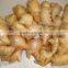 Wholesale Organic Common Cultivation Type Fresh Ginger