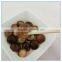 Mini Size Xianggu Mushroom Spawn, Organic Shiitake Mushroom Spawn