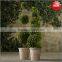 Fresh keep boxwood ball topiary