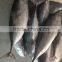 Frozen Bonito Tuna Fish