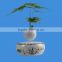 Taiwan ficus bonsai nursery tree sale flying in the air
